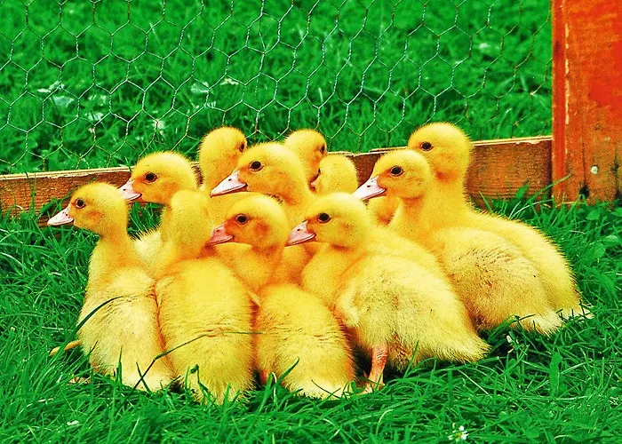 Bluetenpracht Lejlighed *